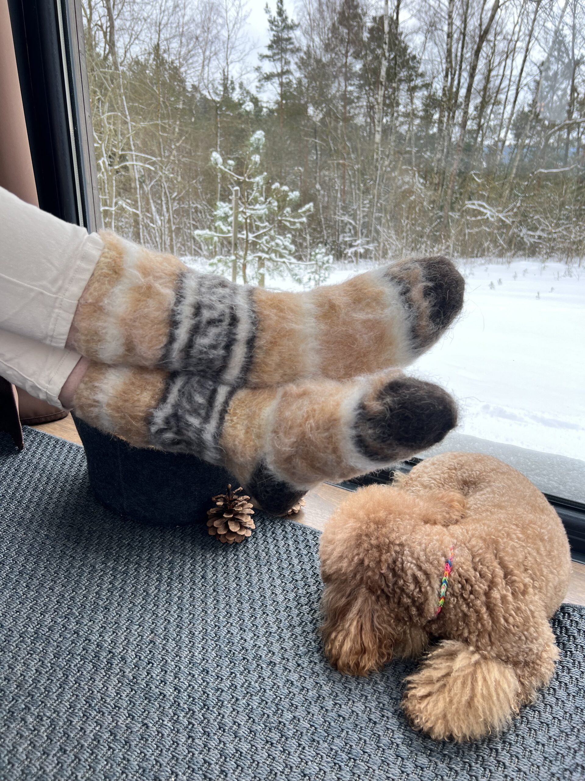 Looduslikud 100% koeravillased kollased sokid