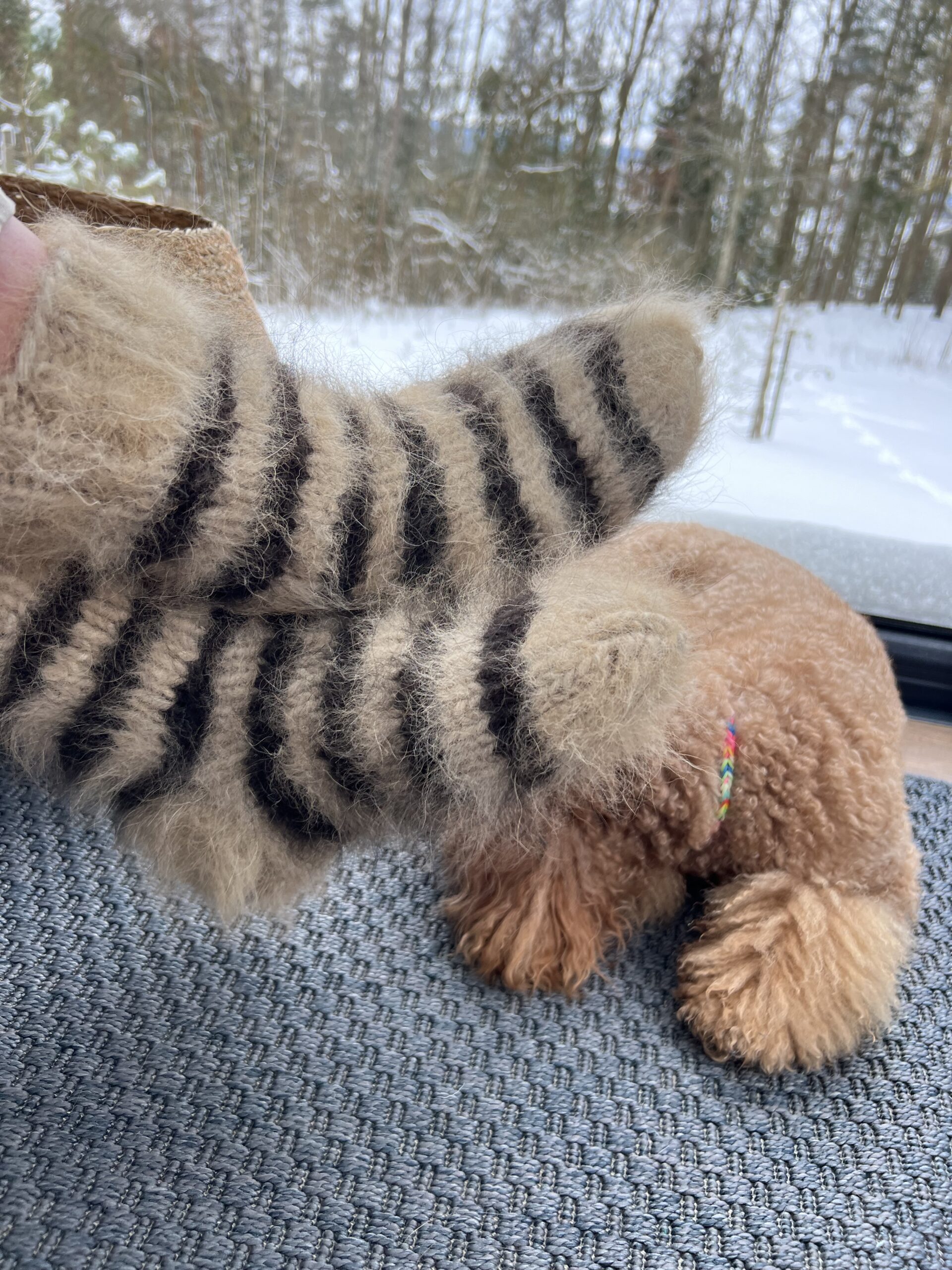 Looduslikud 100% Siberi Husky koera villased triibulised sokid