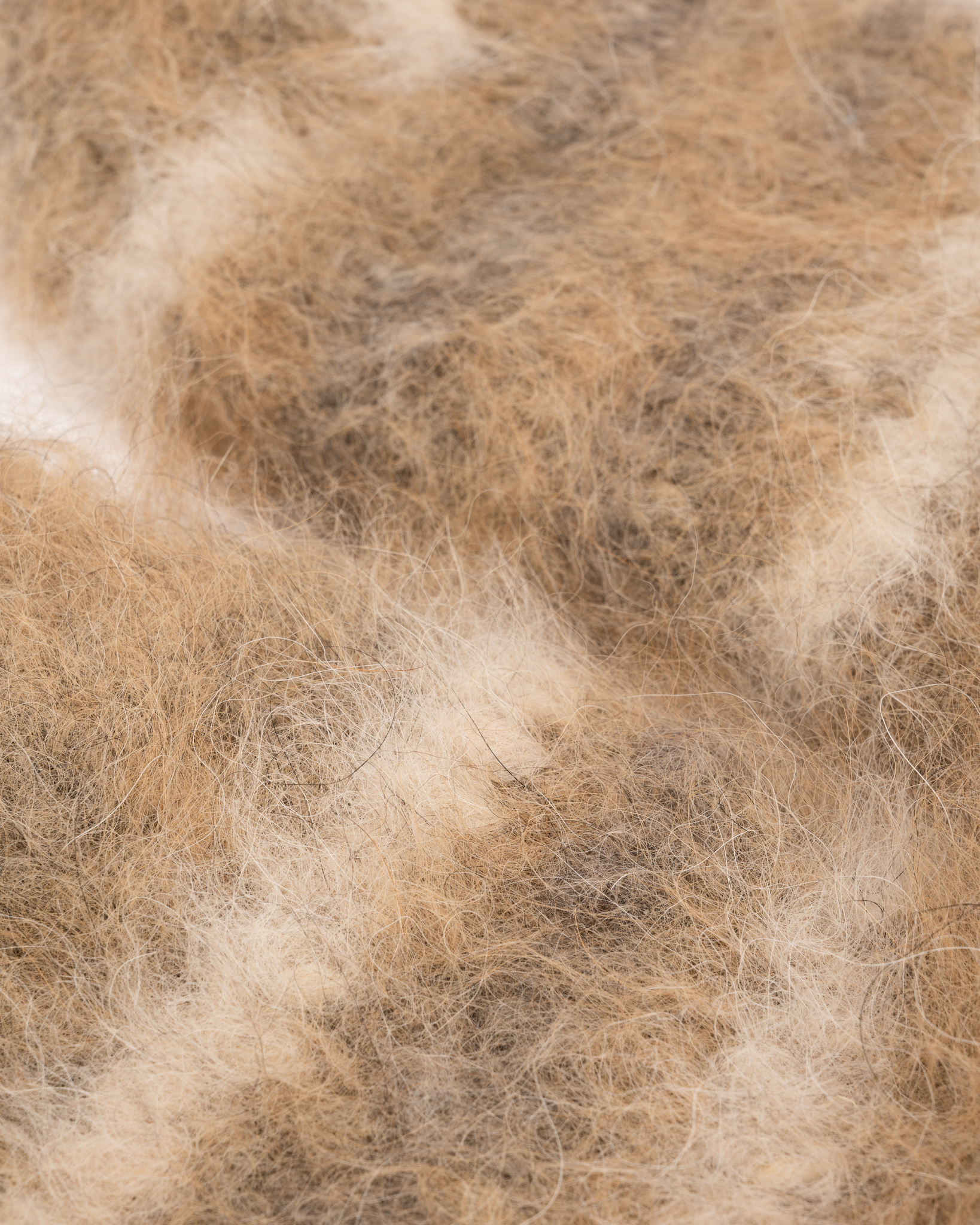 Vereringet parandavad 100% Siberi haskii koeravilla sokid – KOLLAKAS, WoolLando