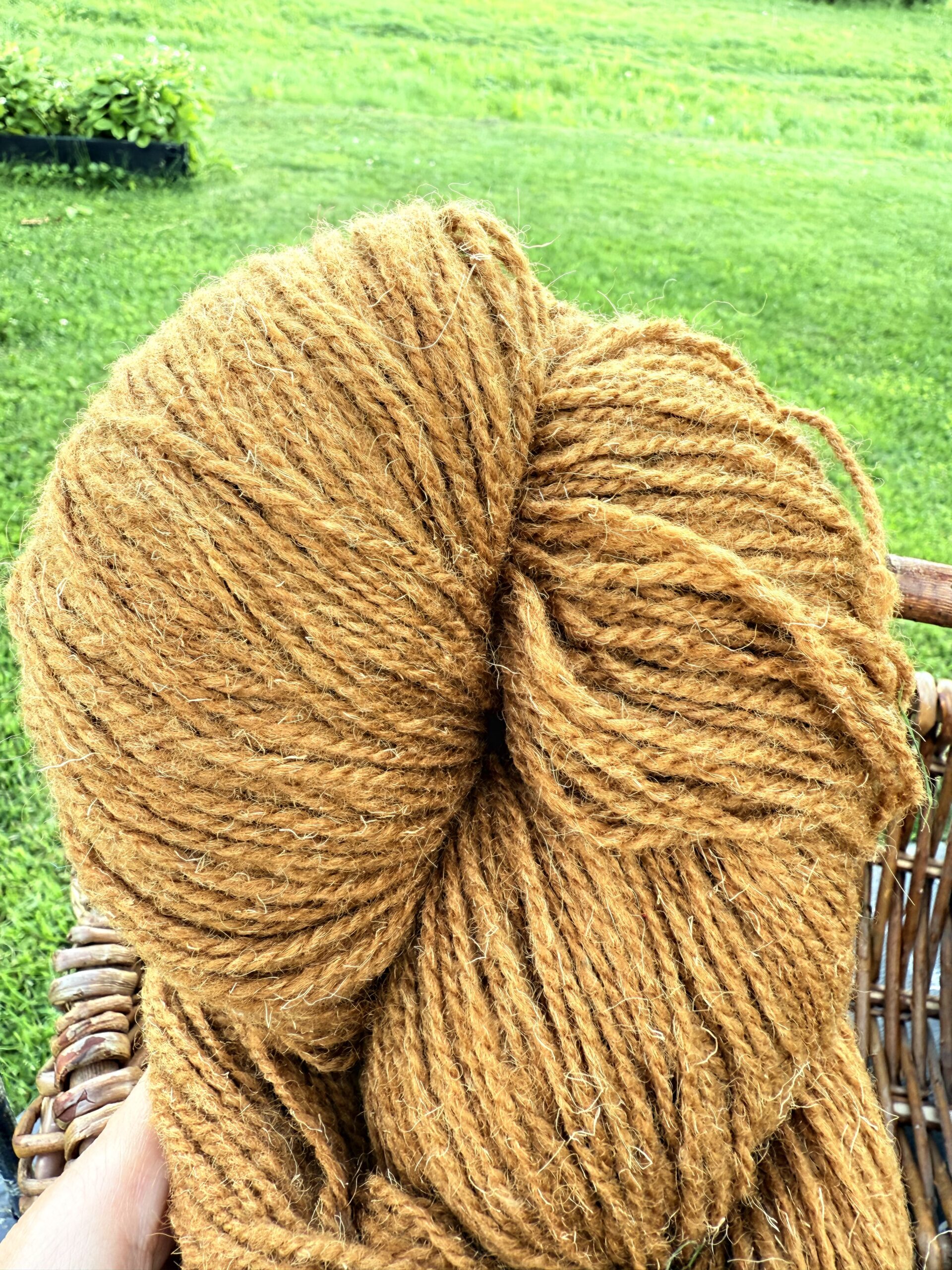 Lambavilla lõng 1 kg – MUSTARD BROWN, WoolLando
