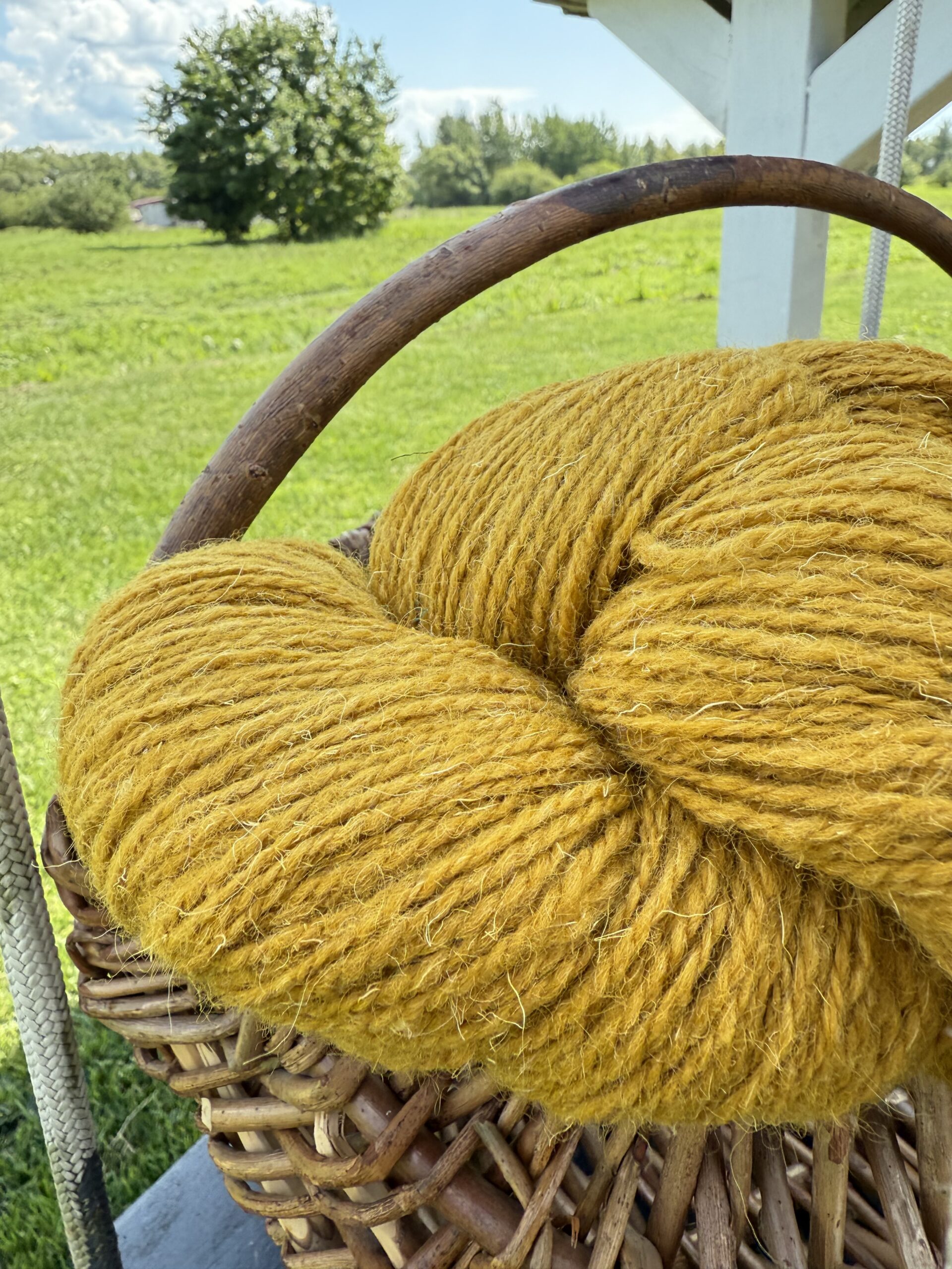 Lambavilla lõng 1 kg – MUSTARD YELLOW, WoolLando